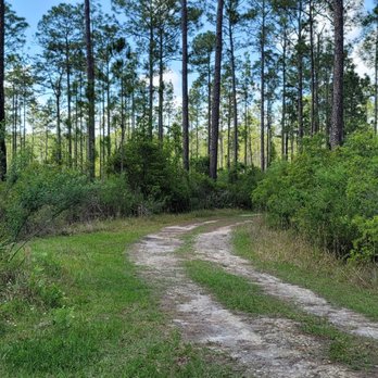 Goethe State Forest - Hiking Near Me - Dunnellon, Florida Goethe State Forest - Hiking Near Me - Dunnellon, Florida