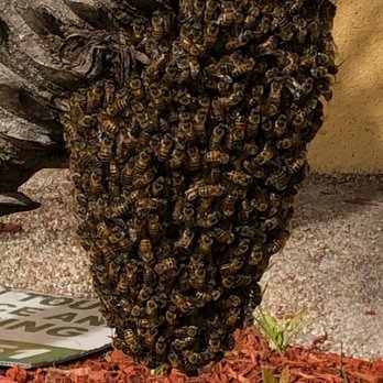 Baker Pest Management - Honeybees surrounding a queen that has left the hive. - Pest Control Near Me