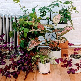 Houseplant Concierge - Indoor Landscaping Near Me Houseplant Concierge - Indoor Landscaping Near Me