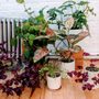 Photo of Houseplant Concierge