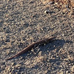 Lizard Lizard