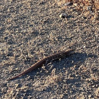 Joseph D Grant County Park - Lizard - Parks Near Me - San Jose, California Joseph D Grant County Park - Lizard - Parks Near Me - San Jose, California