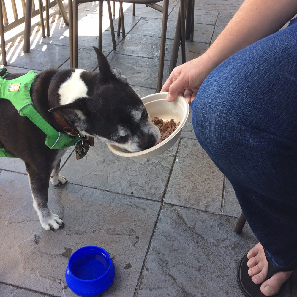 Smashburger - Enjoying lunch with our dog. - Burgers Near Me - Southington, Connecticut Smashburger - Enjoying lunch with our dog. - Burgers Near Me - Southington, Connecticut