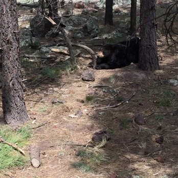 Bearizona - More sleeping bears. - Zoos Near Me - Williams, Arizona Bearizona - More sleeping bears. - Zoos Near Me - Williams, Arizona