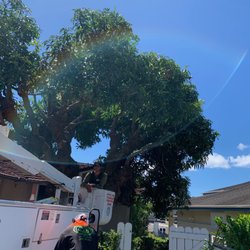 Tree Concepts Hawaii
