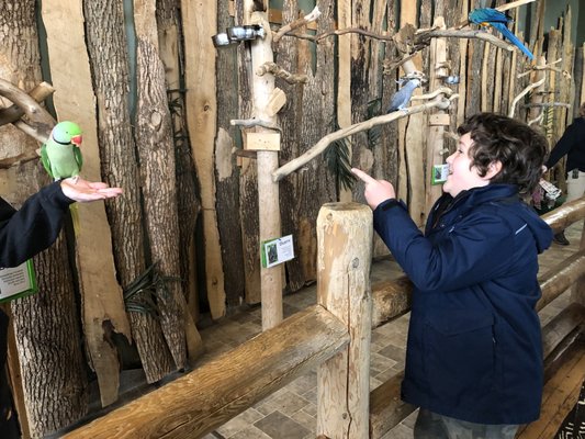 Bird Kingdom by null