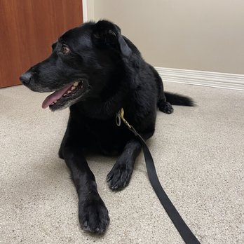 BluePearl Pet Hospital - Shadow waiting for Dr. Au. - Veterinarians Near Me - Brentwood, Tennessee BluePearl Pet Hospital - Shadow waiting for Dr. Au. - Veterinarians Near Me - Brentwood, Tennessee