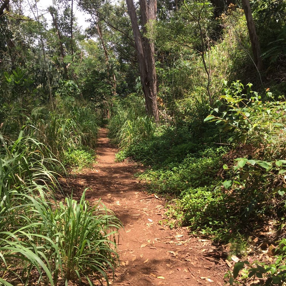 Waimano Loop Trail - Beautiful trail "diverging into a yellow wood".... - Hiking Near Me - Pearl City, Hawaii Waimano Loop Trail - Beautiful trail "diverging into a yellow wood".... - Hiking Near Me - Pearl City, Hawaii