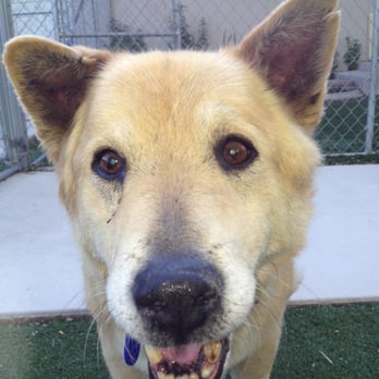 Pet Sitters Plus - Dog Walkers Near Me - Gardnerville, Nevada