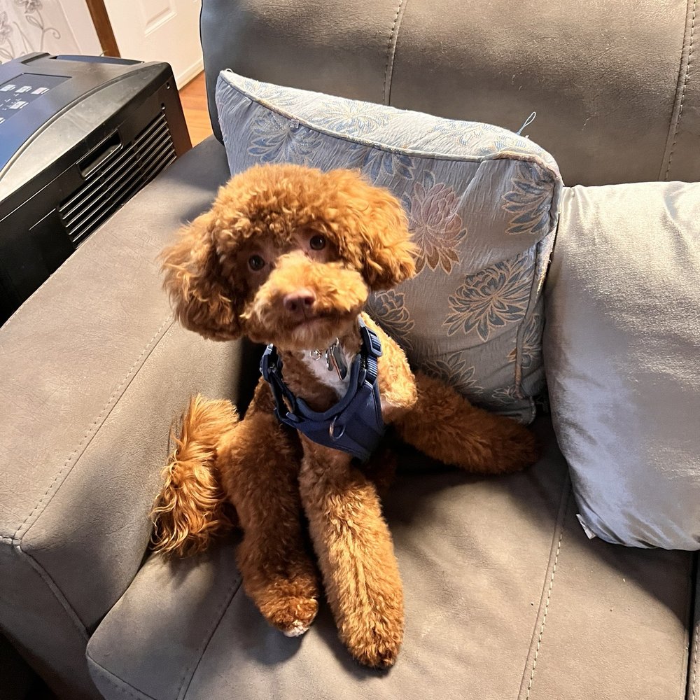 Matt's In Home Pet Styling - Living room - Pet Groomers Near Me Matt's In Home Pet Styling - Living room - Pet Groomers Near Me