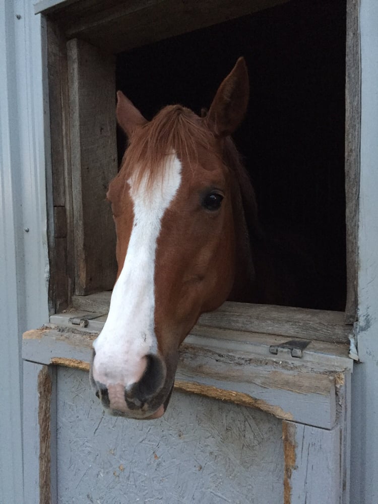 The Hideout Barn & Arena - equestrian in Columbia Station, OH