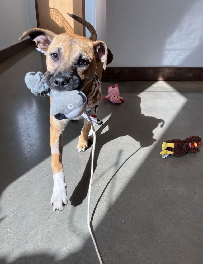 CAMP BOW WOW Updated September 2024 55 Photos & 16 Reviews 744