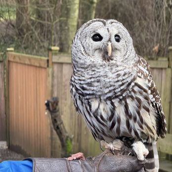 Pacific Northwest Raptors - Active Life Near Me - Duncan, British Columbia