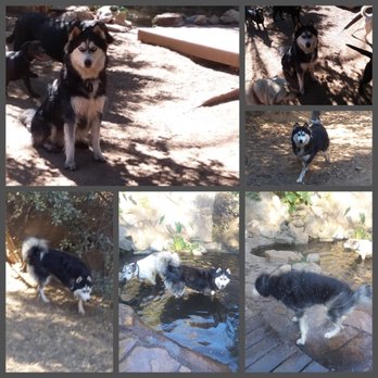 Alpine Dog Ranch - Pet Sitting Near Me