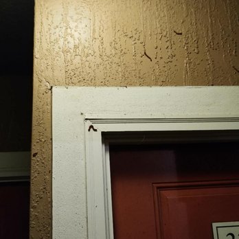 MAA Lake Mary - My door infested with worms - Apartments Near Me - Lake Mary, Florida MAA Lake Mary - My door infested with worms - Apartments Near Me - Lake Mary, Florida
