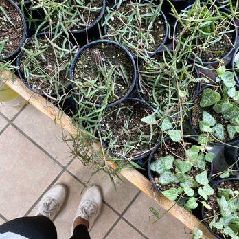 21 Seven Market - a person standing in front of a variety of potted plants - Convenience Stores Near Me - Toronto, Ontario 21 Seven Market - a person standing in front of a variety of potted plants - Convenience Stores Near Me - Toronto, Ontario