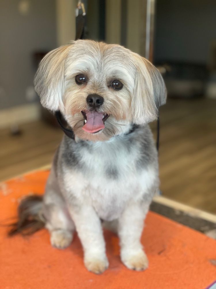 HAPPY HOUNDS Updated June 2024 41 Photos 721 SW 10th St, Redmond