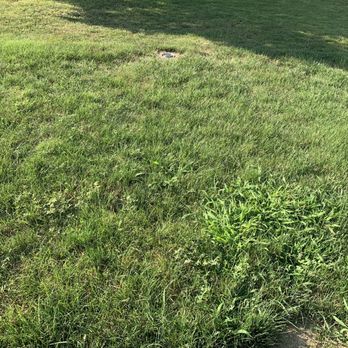 SpringGreen - a patch of grass in the middle of a lawn - Tree Services Near Me - Peoria, Illinois