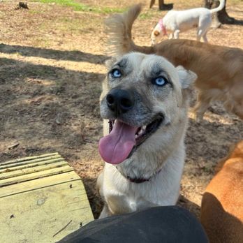 Hounds Inn Lounge - My beautiful derpy girl!!! - Pet Boarding Near Me - Longview, Texas Hounds Inn Lounge - My beautiful derpy girl!!! - Pet Boarding Near Me - Longview, Texas