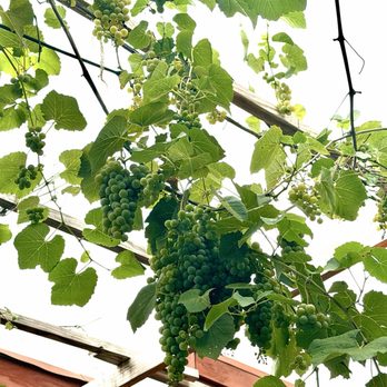 The Grape Leaf - Outdoor Area - Mediterranean Near Me - Louisville, Kentucky