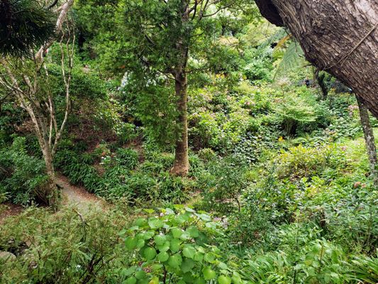 Wellington Botanic Garden by null