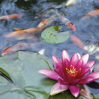 Montecito Koi Ponds - Close up shot of a healthy water lily and some koi fish. - Pool Cleaners Near Me