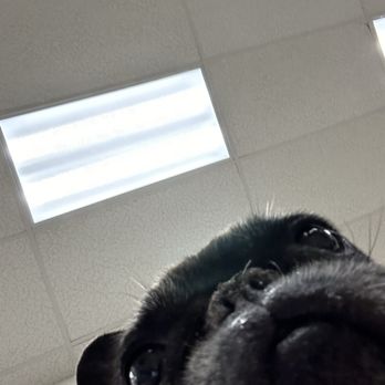 VEG ER for Pets - Emergency Pet Hospital Near Me - Tampa, Florida VEG ER for Pets - Emergency Pet Hospital Near Me - Tampa, Florida