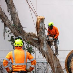 Commercial Tree Services - Eucalyptus Removal