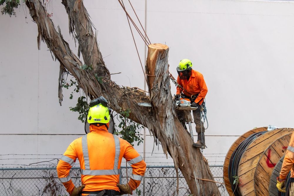 Commercial Tree Services - tree service in Los Angeles, CA
