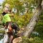 King Tree Specialists