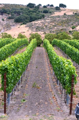 Foley Estates Vineyard & Wine by null