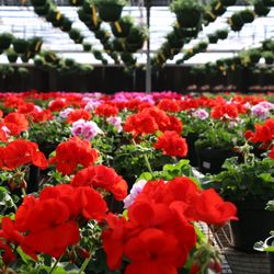 Top 10 Best Plants In Oklahoma City Ok Updated Covid 19 Best Plants In Oklahoma City Ok