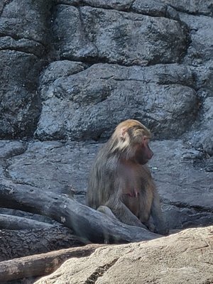 Prospect Park Zoo by null