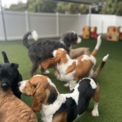 Happy Dog Resort - Dogs having fun!