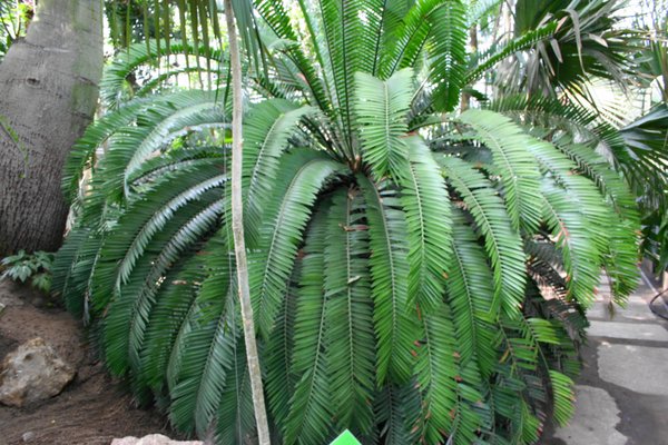 Palmiarnia Poznańska by null