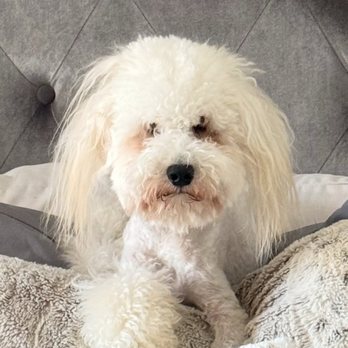 Kibble Pet Grooming - Ollie - Pet Groomers Near Me - Dallas, Texas