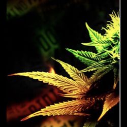 Best Cannabis