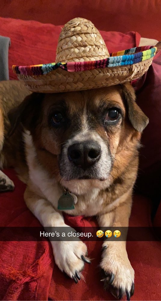 ANIMAL EMERGENCY CENTER OF THE QUAD CITIES 11 Reviews Veterinarians