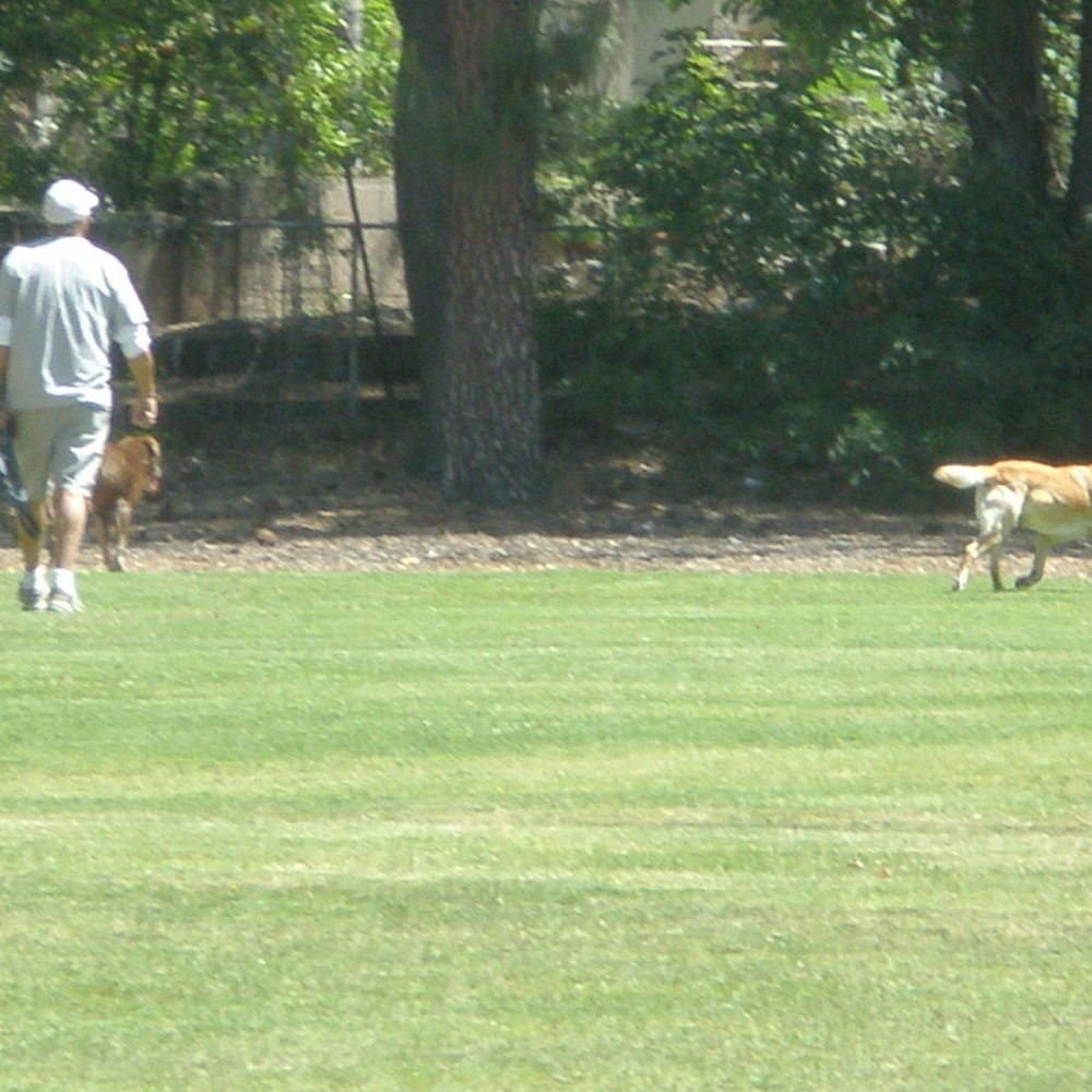 Gladstone Park - man with dogs off leash - Parks Near Me - Glendora, California Gladstone Park - man with dogs off leash - Parks Near Me - Glendora, California