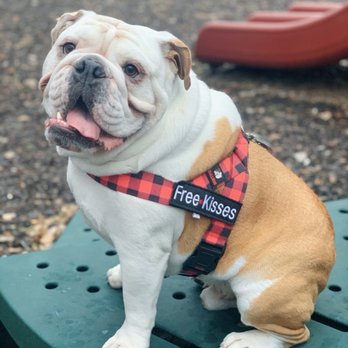 Pets Remembered Cremation Service - IG: @fernandothebully - Pet Cremation Services Near Me - St Paul, Minnesota