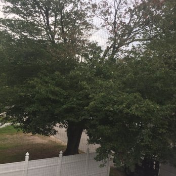 Southern 401 Tree Service - Weird and ugly butterfly shaped diseased tree. - Tree Services Near Me Southern 401 Tree Service - Weird and ugly butterfly shaped diseased tree. - Tree Services Near Me