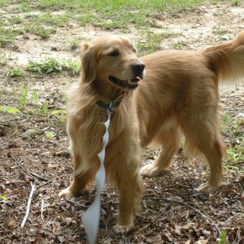 Platinum Pet Sitting - Pet Sitting Near Me