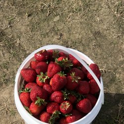 Surrey Farms - Delicious strawberries