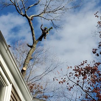 Tree Fellers - Tree Services Near Me