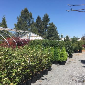 Conestoga Nursery - Beautiful selection of trees - Nurseries & Gardening Near Me - East Earl, Pennsylvania