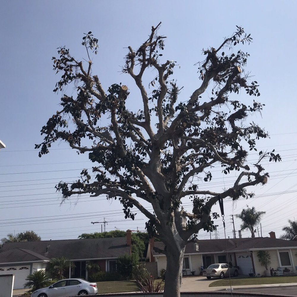 Top Unit Tree Service - Tree Services Near Me - Norwalk, California Top Unit Tree Service - Tree Services Near Me - Norwalk, California