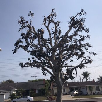 Top Unit Tree Service - Tree Services Near Me - Norwalk, California Top Unit Tree Service - Tree Services Near Me - Norwalk, California