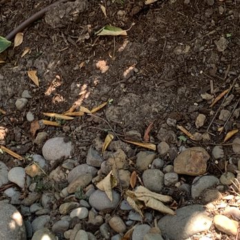 Montes Maintenance - Yard not blown off. - Landscaping Near Me - Salem, Oregon