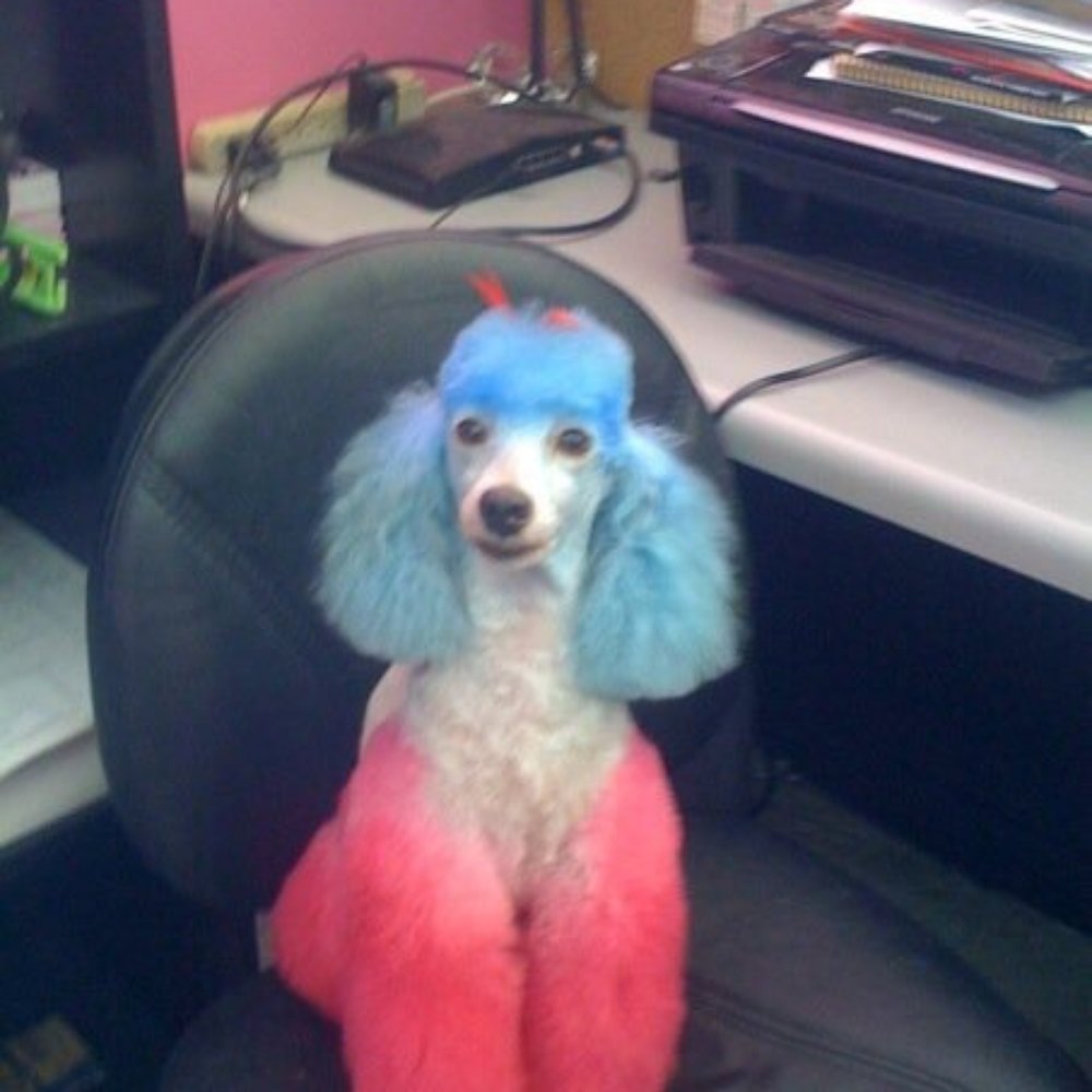 Pooch Parlor - Pet Groomers Near Me - Saint Louis, Missouri Pooch Parlor - Pet Groomers Near Me - Saint Louis, Missouri