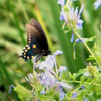 Houston Botanic Garden - A butterfly I took a picture of - Venues & Event Spaces Near Me - Houston, Texas Houston Botanic Garden - A butterfly I took a picture of - Venues & Event Spaces Near Me - Houston, Texas